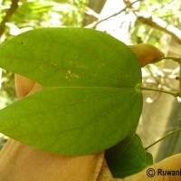 Bauhinia acuminata L.